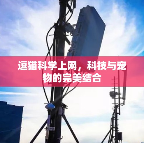 逗猫科学上网，科技与宠物的完美结合